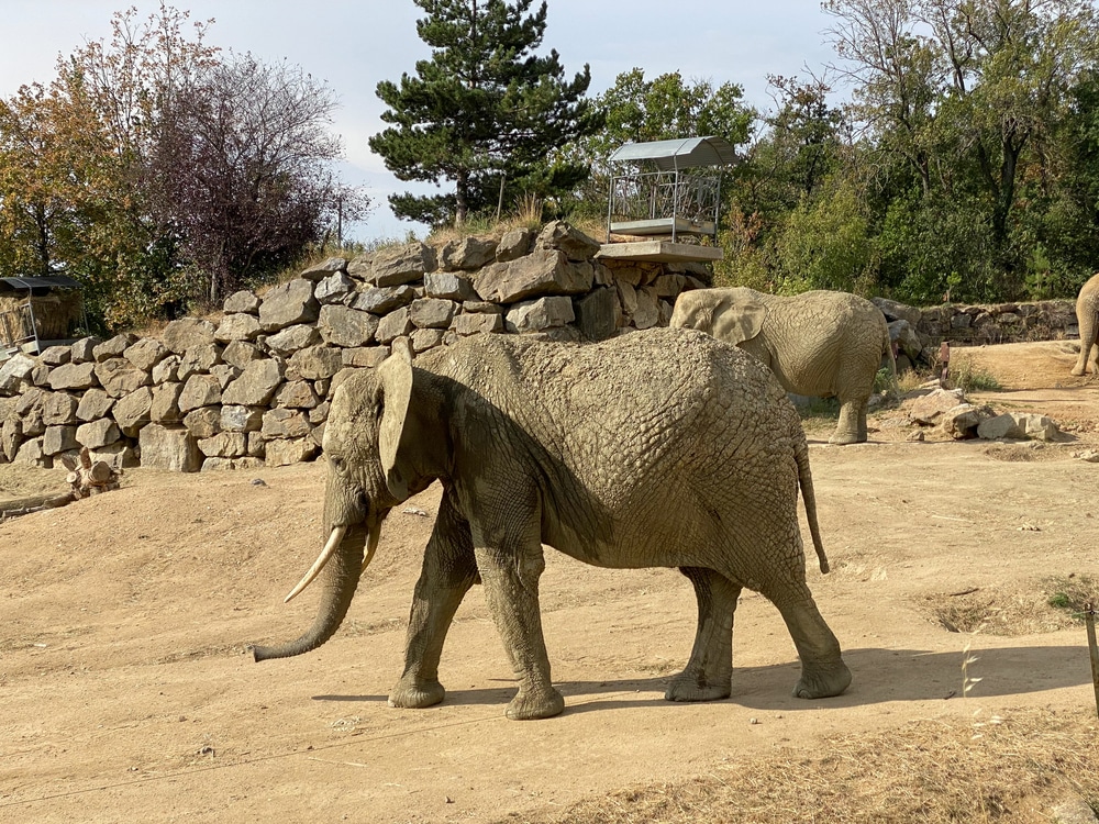 Olifantjes in het Safaripark van Peaugres in het noorden van de Ardèche