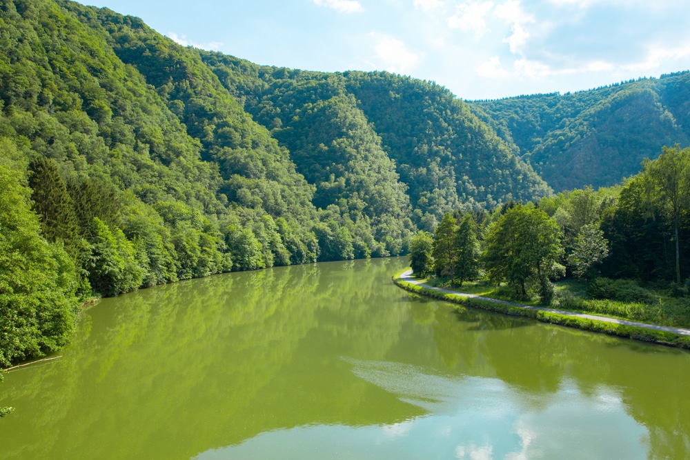 Groene rivier de Maas omringd door groene bossen en bomen.