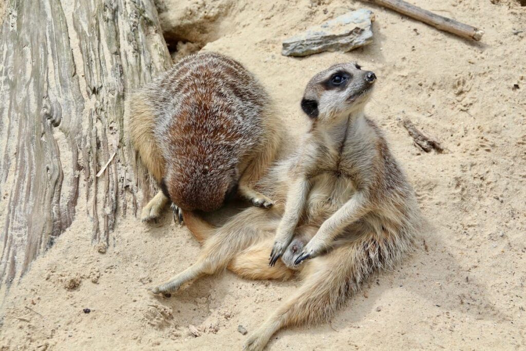 Zoo De Lille PVF 1024x683, Zininfrankrijk.nl
