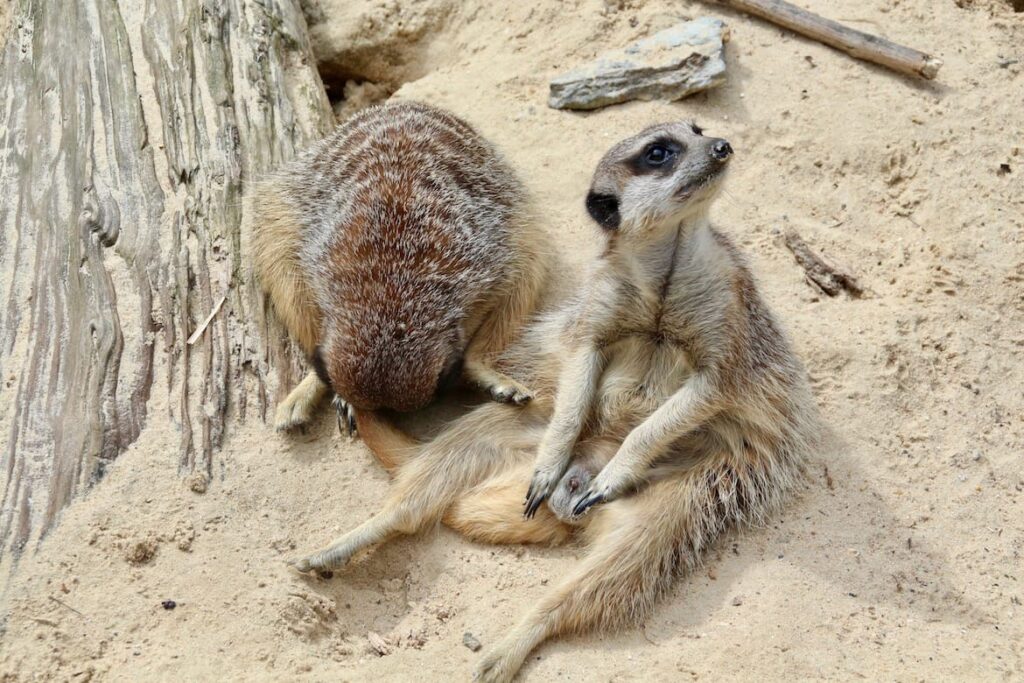 Zoo de Lille PVF, Lille