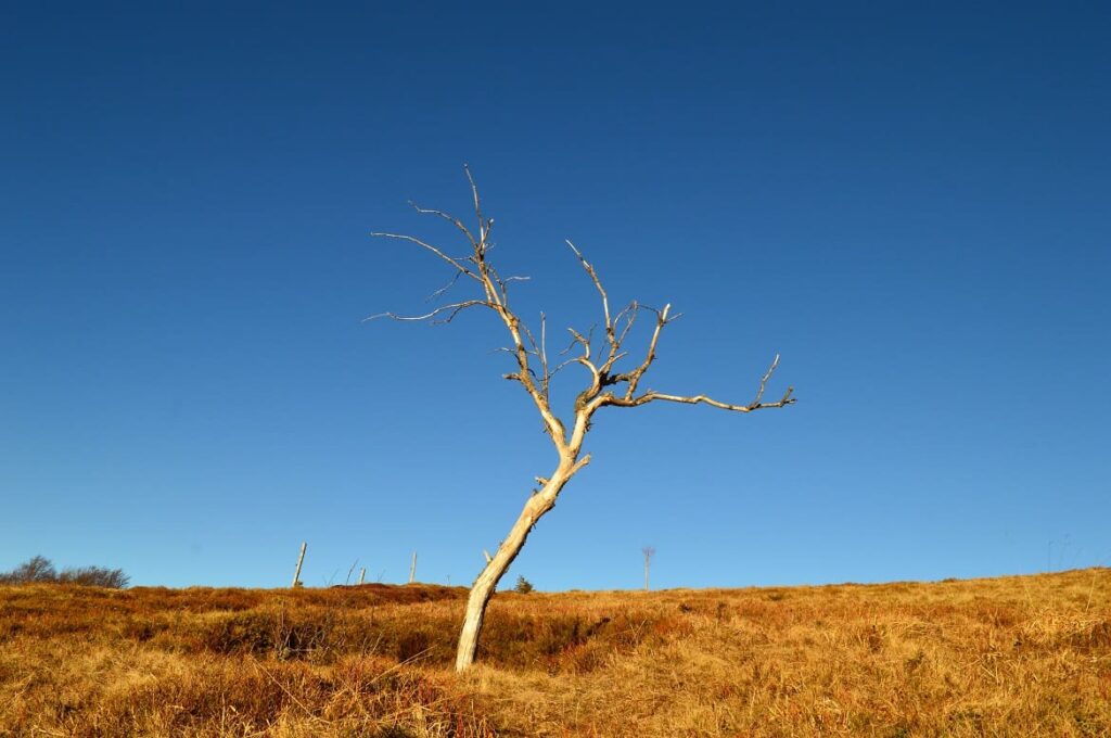 Le Markstein Landschap PVF 1024x680, Zininfrankrijk.nl