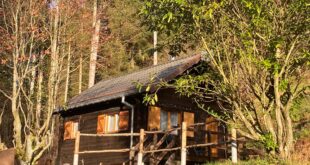houten chalet in een bosrijke omgeving