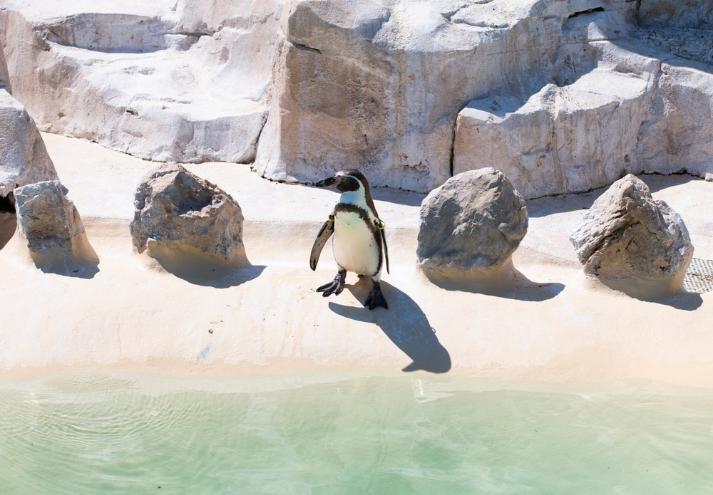 een pinguïn op een wit strandje met rotsen in Marineland France