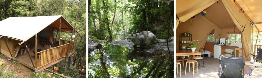 fotocollage met drie foto's van een verscholen safaritent in een bos in het dorpje Vialas in de Cevennen. Van links naar rechts: een foto van de buitenkant van de safaritent, een foto van een grijze kat in het bos, en een foto van het interieur van de safaritent