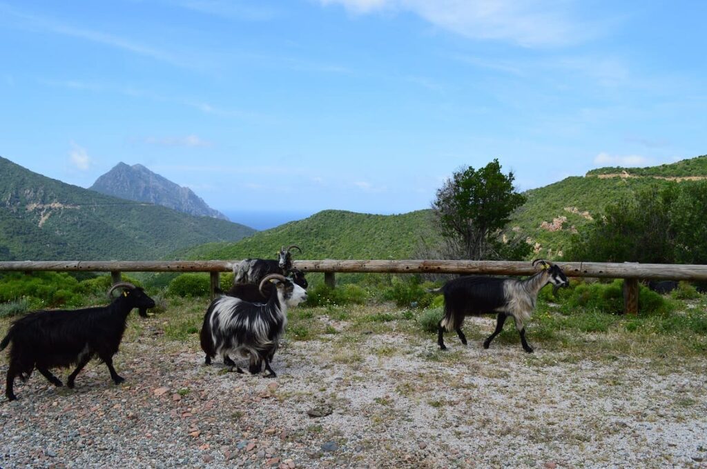 Geiten Corsica PVF, Roadtrip Corsica