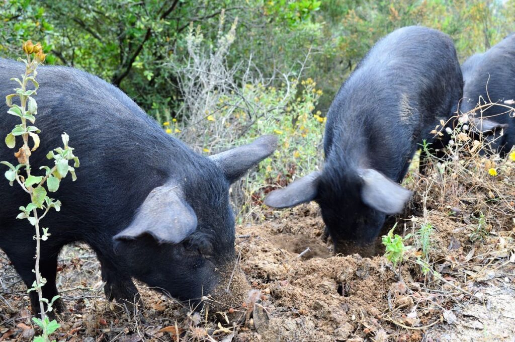 Zwijntjes Corsica PVF, Corsica