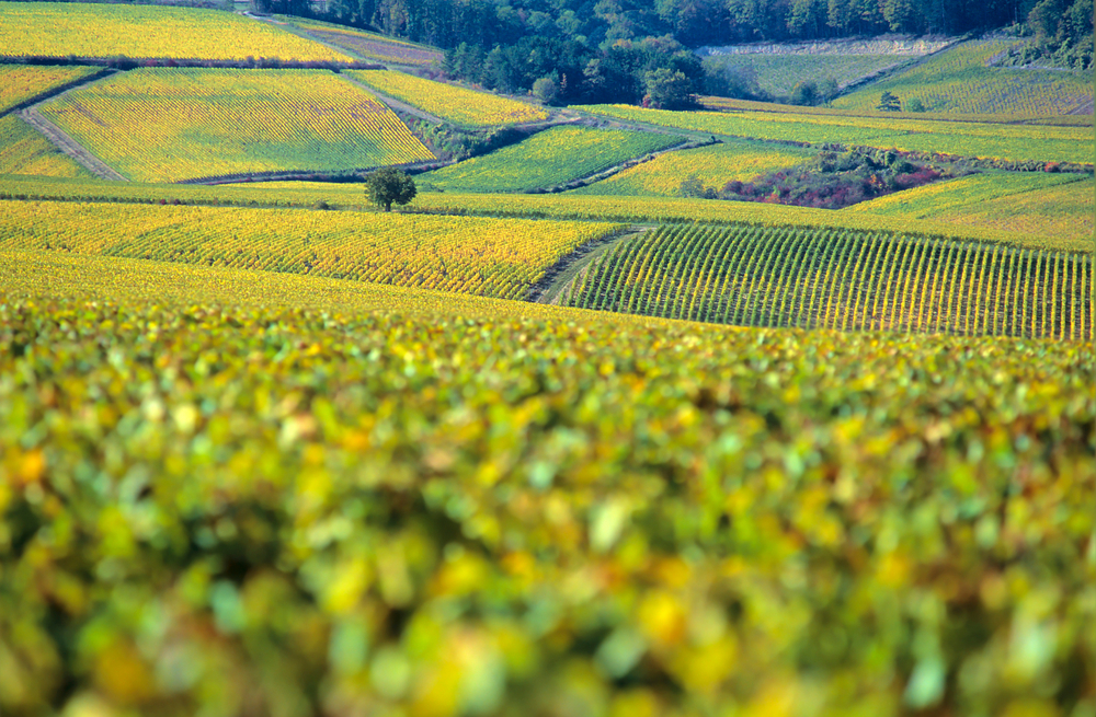 Chablis Wijngebied, Zininfrankrijk.nl
