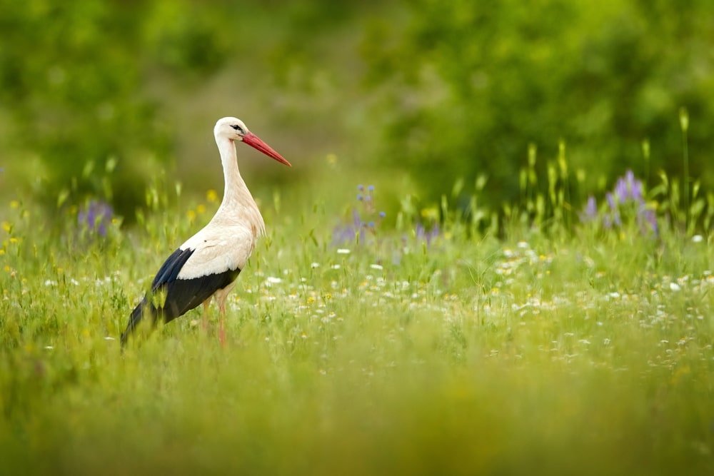 Ooievaar in het gras