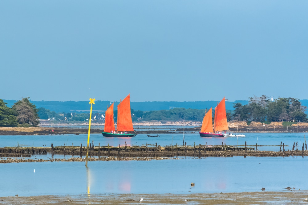 Oude boten met fel oranje gekleurde zeilen die varen in de baai van Morbihan, omringd door water en moeraslandschappen.