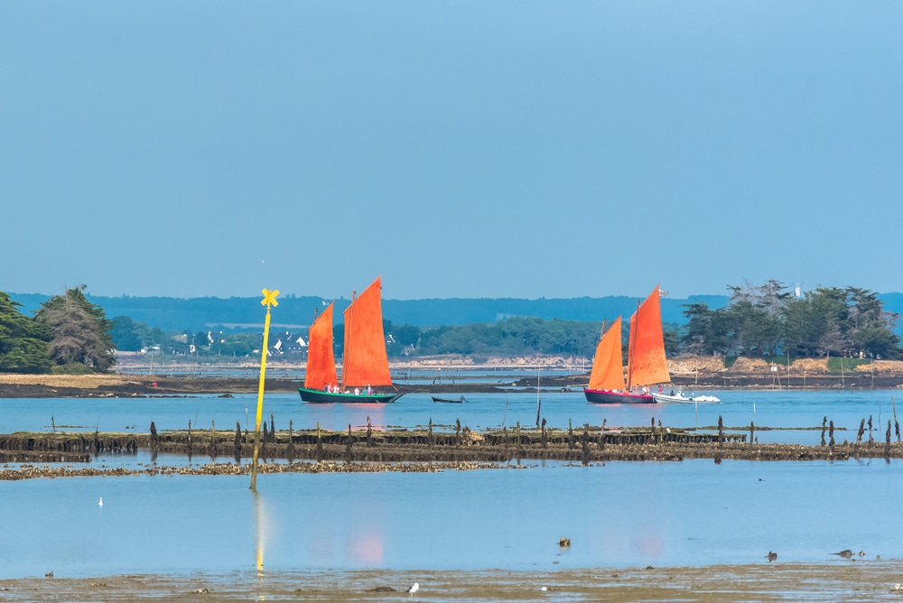Oude boten met fel oranje gekleurde zeilen die varen in de baai van Morbihan, omringd door water en moeraslandschappen.