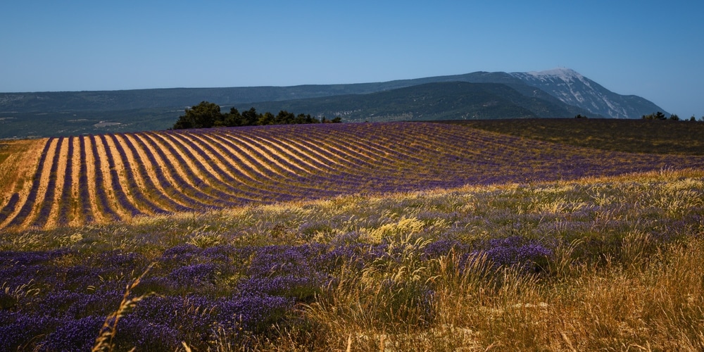 Plateau dAlbion Provence shutterstock 2335137195, lavendelvelden