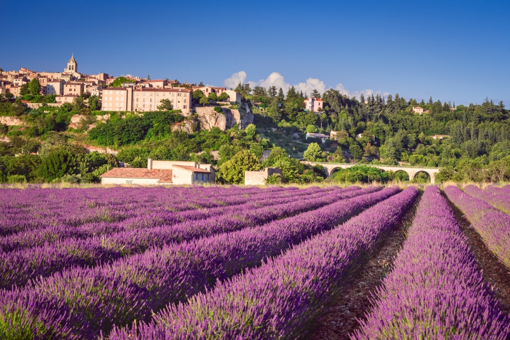 Sault Provence shutterstock 1140034742, lavendelvelden