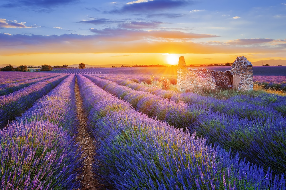 Valensole Plateau Provence Zuid Frankrijk shutterstock 443004475, lavendelvelden Provence