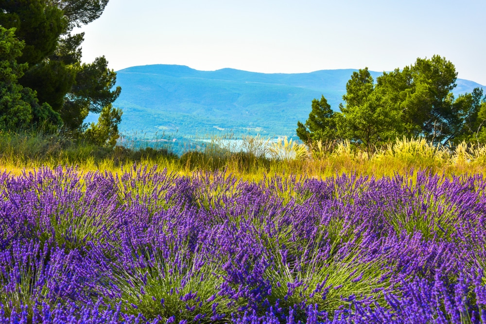lavender fields with a view to lake of Sainte Croix tussen Sainte Croix du Verdon en Moustiers Sainte Marie Provence shutterstock 1187871514, lavendelvelden Provence
