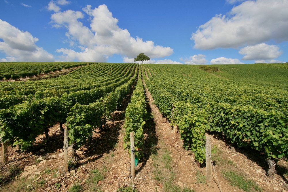 Gaillac Vineyard