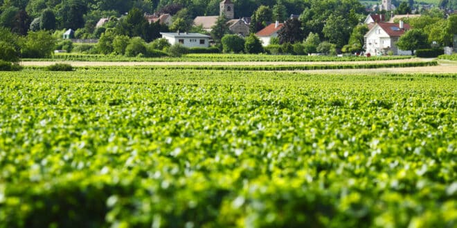 Gevrey Chambertin, wijnroutes bourgogne